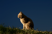 Photograph of a cat