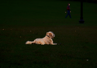 Photograph of a dog