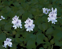 Photograph of water hyacinth
