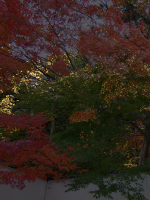 紅葉の風景写真