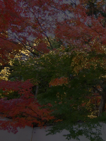 Photograph of autumn leaves