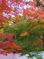 Photograph of autumn leaves