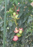 Photograph of tomato