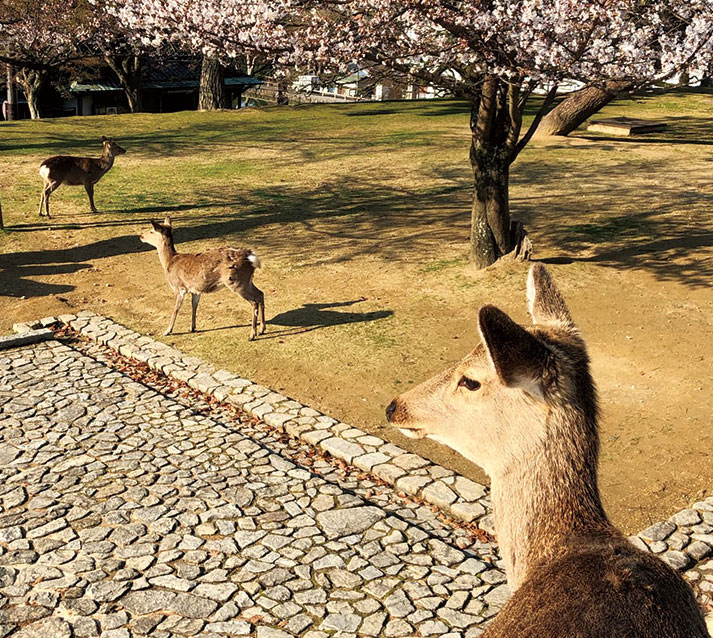 奈良県庁